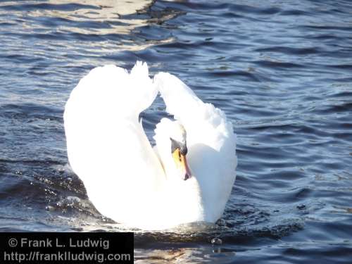 Swan